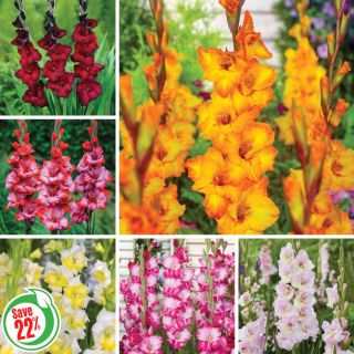 Gorgeous Gladiolus Collection Thumbnail
